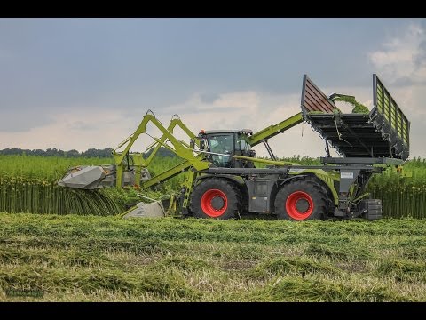 [HD] Hanfernte in Holland.