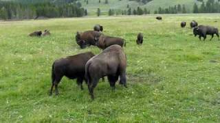 Yellowstone Bison in Mating Season Yellowstone Bison in Mating Season