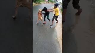 dog fight 😡😡#shortvideo #youtube #virel screenshot 2