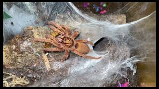 Neoholothele Incei D Exotics Tv