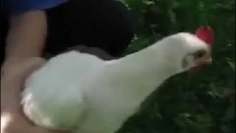 Gyroscopic chicken time