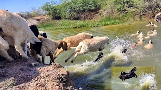 Sheeps Swimming 🐑Lake Crossing| Sheeps Jumping Into The River