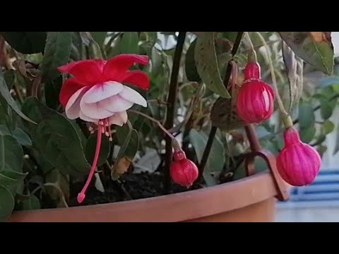 Video: Familj Amaryllidaceae