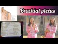 BRACHIAL PLEXUS || Human Anatomy || Neurology #anatomy