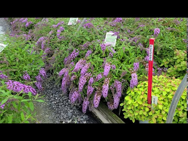 Buddleia 'Lavender Cascade' // Unique⭐️CASCADING flowers on this GORGEOUS Butterfly Bush!!