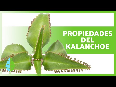 Video: Kalanchoe Degremont: descripción, cuidado, propiedades curativas