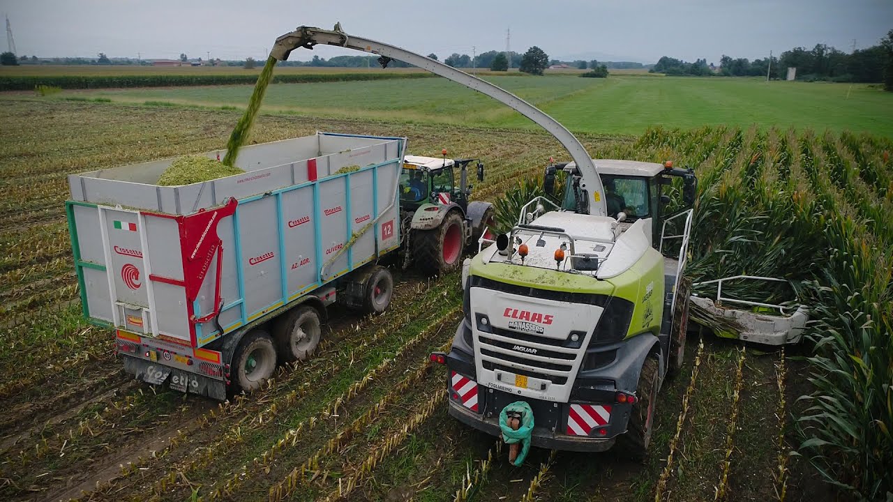 CORN SILAGE with CLAAS Jaguar 980 type498 & FENDT 939,930,724,720,716,516| Team Manassero