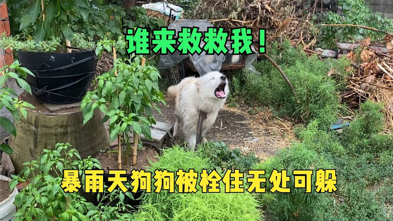 可憐狗狗被拴雨中跪地求生，淋得瑟瑟發抖喝汙水，畫面讓人心碎