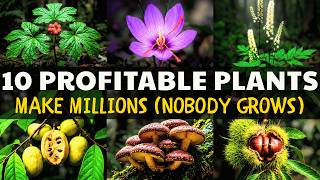 10 Profitable Plants That Will Make You a millionaire (That Nobody’s Growing)