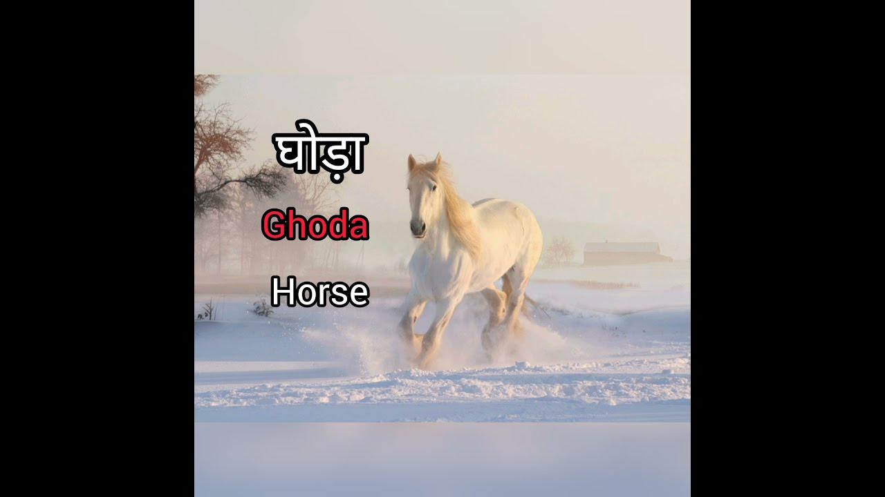 horse-meaning-in-hindi-horse-ka-matlab-kya-hota-hai-english-to