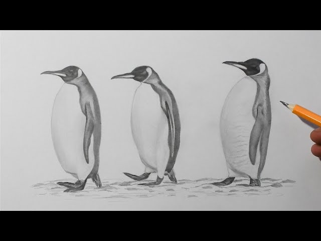 penguin pencil sketch