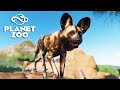 Planet Zoo - Matilha de MABECOS, os cães selvagens africanos.