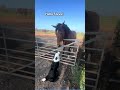 Cutest Dog + Horse Moments You’ll Ever See #cuddleclones #horsevideo #dogvideos #horse #fouryou