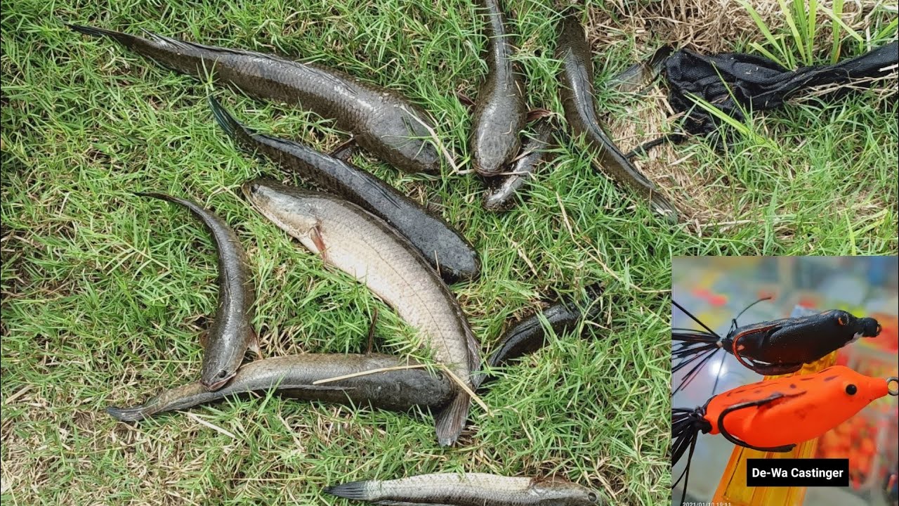 SOFT FROGGY SURECATCH MEMANG KILLER