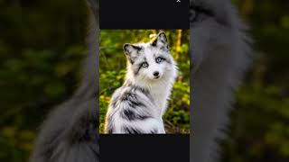 Meet $MARBLE 🦊The #CanadianMarbleFox – Launching on Pump.fun 🚀#MARBLE #Memecoin #PumpFun