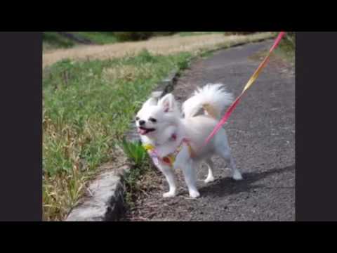 吾輩は犬