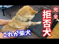 【拒否犬】柴犬のイヤイヤ具合が可愛すぎます！