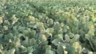 Agricultural Product Universal Bio-Con(titalvideo).flv