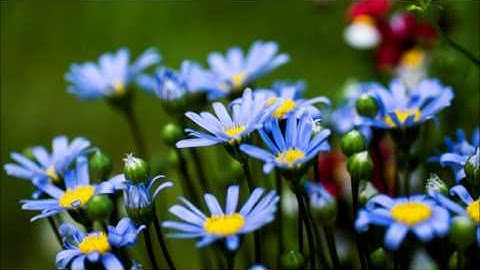 آيات من سورة النمل (75-93) بصوت الشيخ عبدالله الجهني 1434هـ