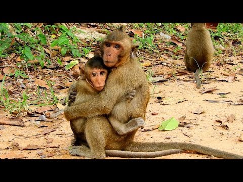baby monkey pet uk Donny Is Best Bro Ever For Baby Maddix,Maddix Feels Very Warm Hugging Big Bro Donny