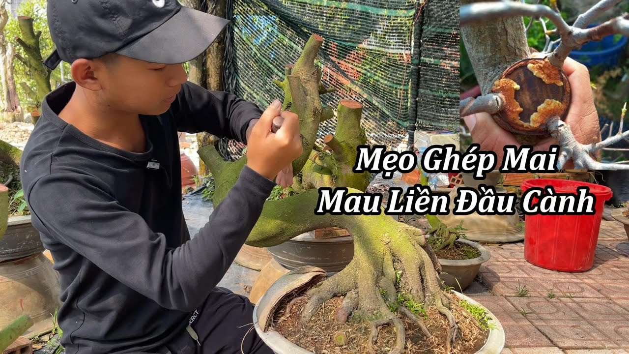 Mẹo Ghép Mai Mau Liền Mặt Cắt - Mai Vàng Duy Hiếu