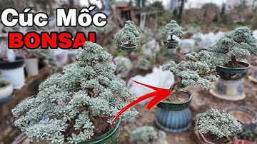 Vườn Cúc Mốc bonsai nhiều năm tuổi của nghệ nhân Hà Nội (lh 0948333208)