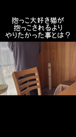 抱っこ大好き猫が抱っこされるよりやりたかった事とは?【元野良猫ピースケ】 #shorts #初老夫婦とねこ #元野良猫 #ピースケ