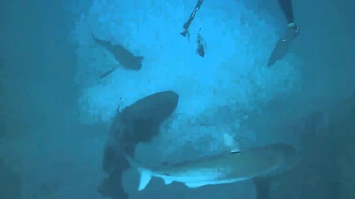 Goliath grouper steals a fish while the diver is fending off sharks.