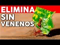 Como eliminar HORMIGAS de las Plantas - insecticida Casero para hormigas