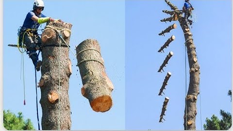 Huge Cedar Trees Felling Climbing with Chainsaw ! Dangerous Tree Cutting Down Skills