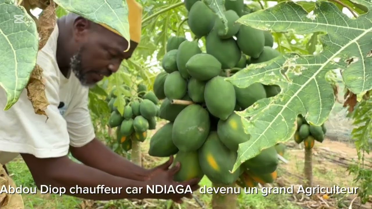 Ab sēfẽr car ndiaga Ndiaye nekk ab boroom alal ndax mbéyum papaya. À regarder jusqu’à la fin 