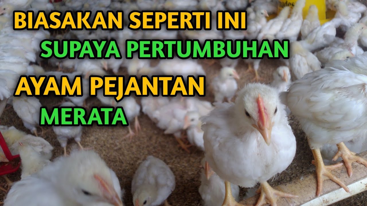 Lakukan Cara Ini Supaya Pertumbuhan Ayam Pejantan Merata