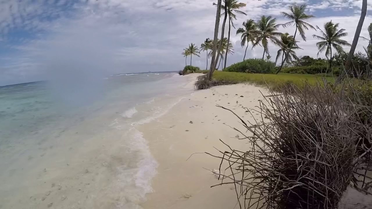 Turtles Tobago Cay’s
