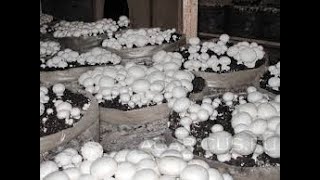 #Mushroom ugane ki vidhi | Mushroom ki kheti deti hai Rs.8 lakh ki #kamai