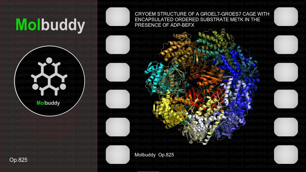 CRYOEM STRUCTURE OF A GROEL7-GROES7 CAGE WITH ENCAPSULATED ORDERED SUBSTRATE METK IN THE ･ Molbuddy