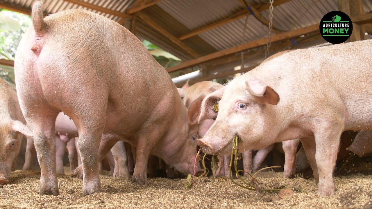 No smell pig farming by Vuka Agribusiness - Part 1