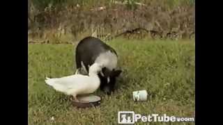 Duck Pesters A Pig- Pettube
