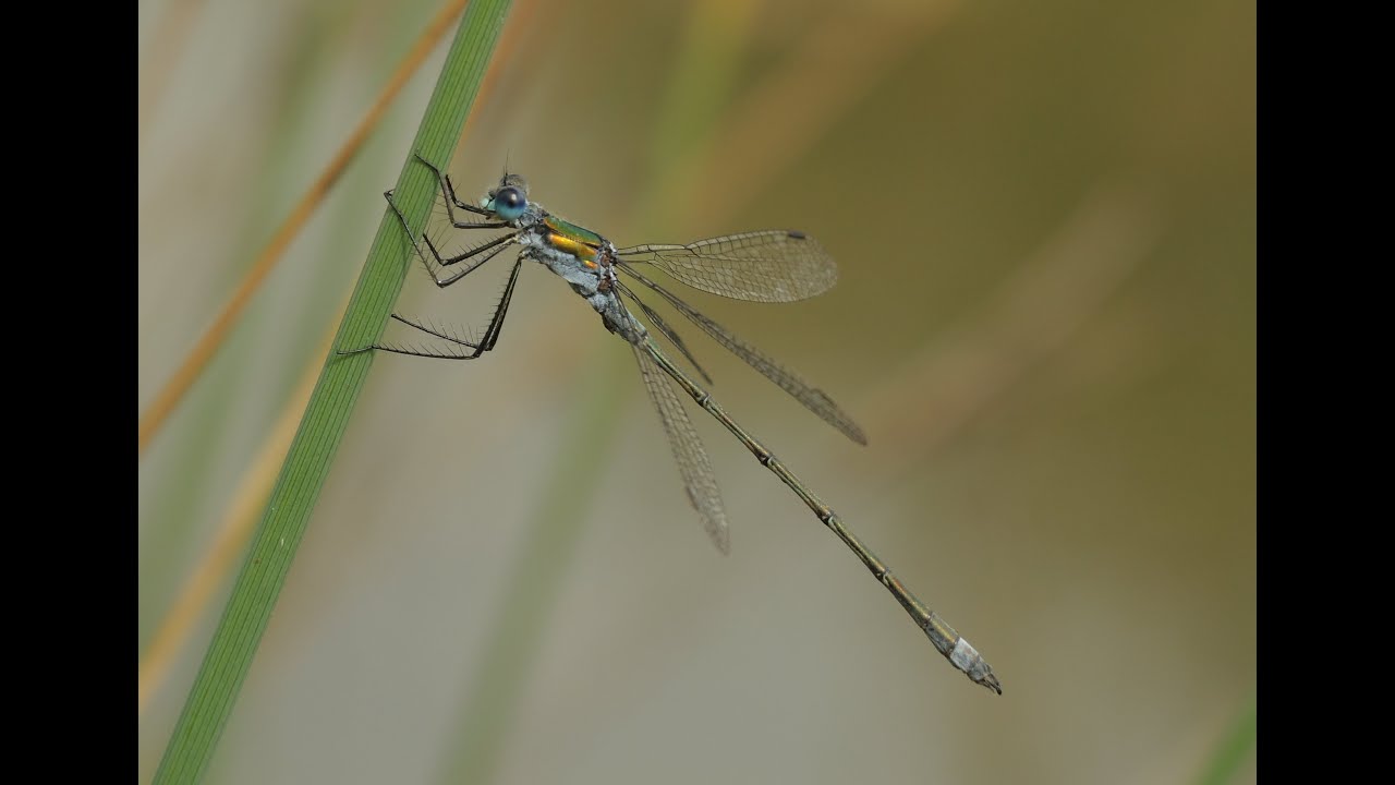 Lestes sponsa (Common Emerald) Male