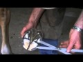 Farrier quick takes geoff goodson using the golden mean when trimming a hoof