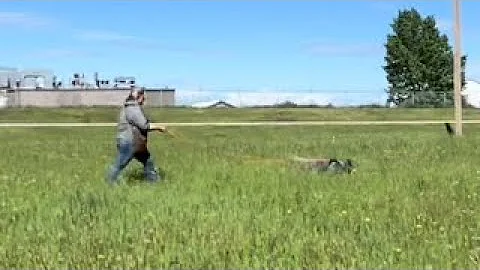 Dena and Lucky 1st field track