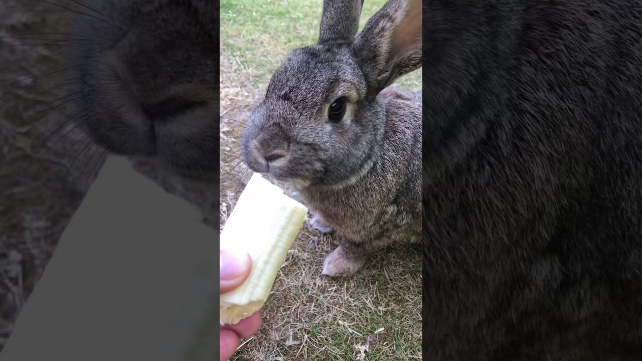 Rabbits eats banana for the first time YouTube