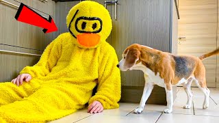 Funny Dog Surprised by RUBBER DUCKY!