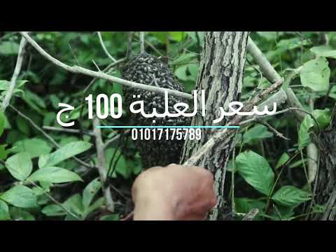 العسل الهندي فيجا هوني لعلاج ضعف الانتصاب وسرعة القذف