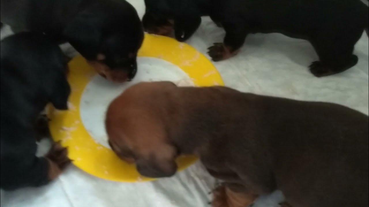 прикорм щенков немецкой овчарки