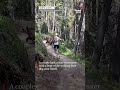 "Terrifying" close encounter with bear for couple hiking near Banff