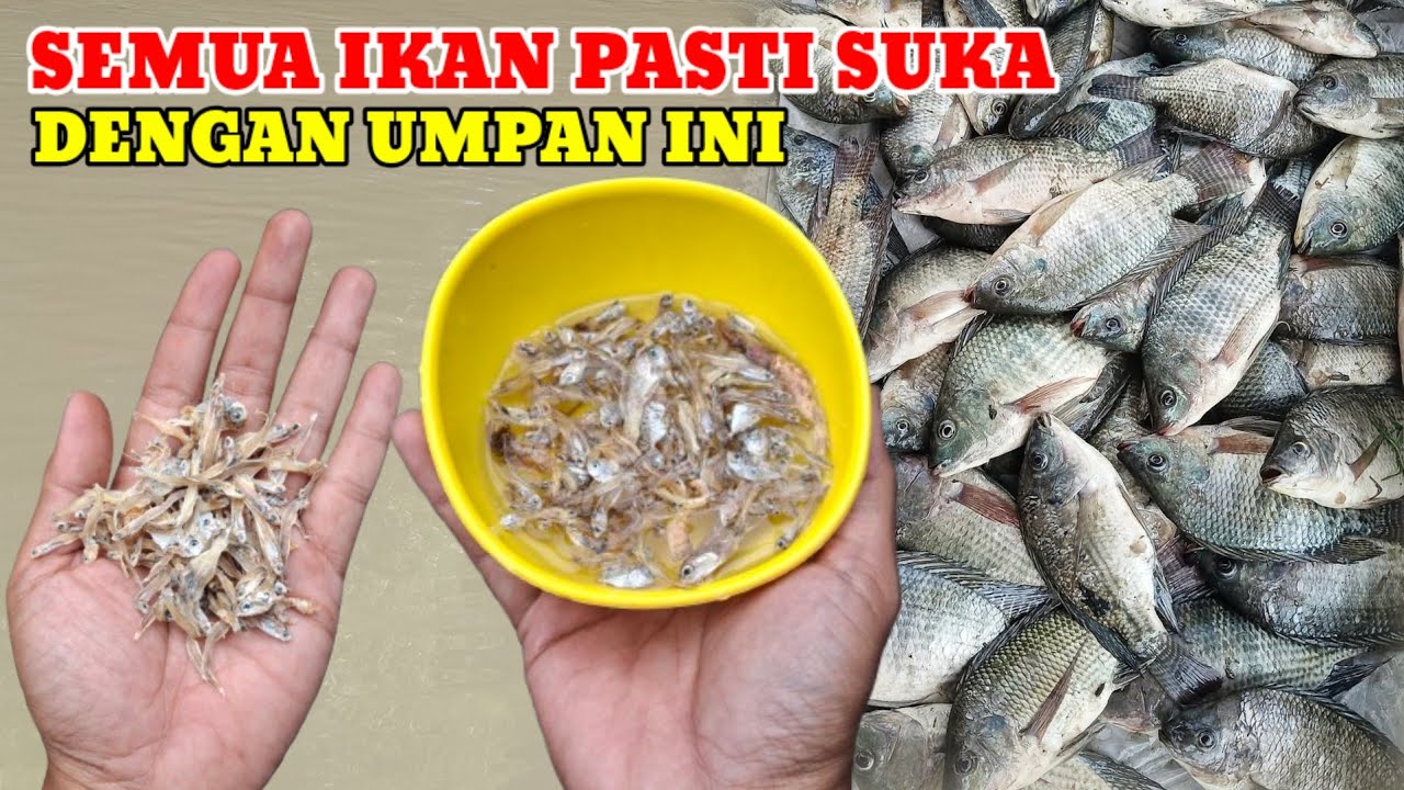 JANGAN PAKAI YANG LAIN‼️SELAGI ADA UMPAN INI