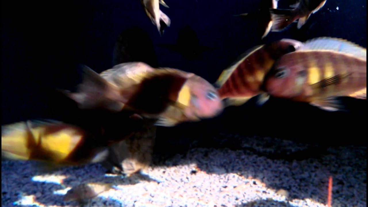 official secrets WC Tropheus Brichardi 