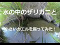 水の中のザリガニと小さいカエルを撮ってみた！I took a picture of a crayfish and a small frog in the water! 　180度3DVR　oculus