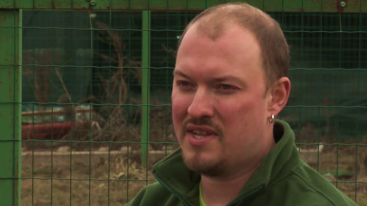 Как правильно выбрать саженцы плодовых деревьев? - YouTube