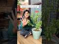 Tulsi Plant Winter care tips 🌿 #youtubeshorts #shorts #yt #ytshorts #plants #tulsiplant #winter